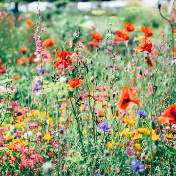 champ de fleur